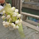 王海如